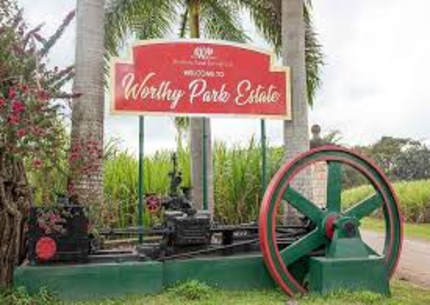 Worthy Park Estate Rum Tour